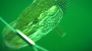 Щука В ДЕЛЕ! ОГРОМНЫЕ ЩУКИ в наших водоемах!