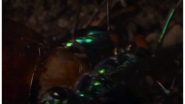 emerald wasp #fact #venom #knowledge @knowledgebygovind смотреть онлайн