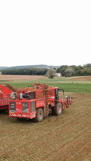 Вот так убирается свекла с поля. Уборка свеклы!! Мега техника! #shorts #тренды смотреть онлайн