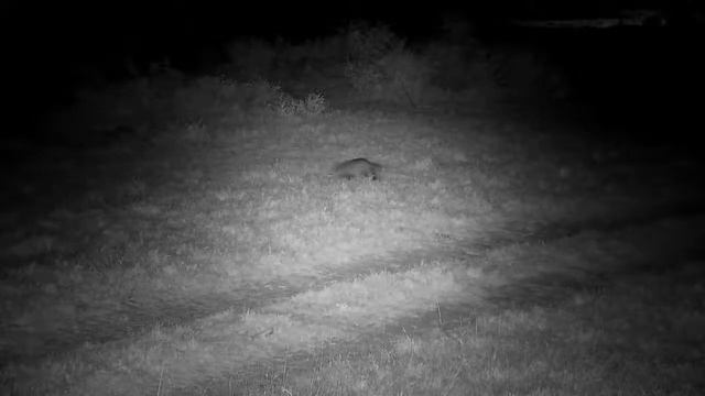 Djuma: White-tailed Mongoose - 21:05 - 10/30/2022 смотреть онлайн