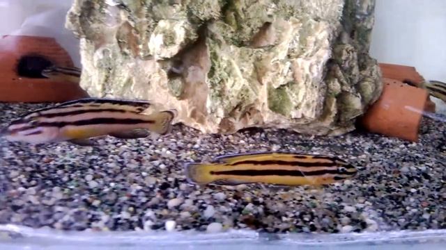 Julidochromis regani Kipili смотреть онлайн