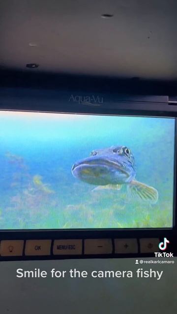 Smile for the camera fishy смотреть онлайн