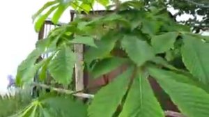 Каштан пересадка март май Крым 2024