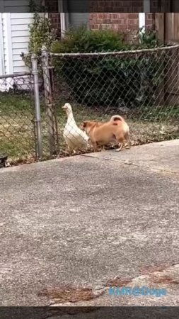 На защиту огорода мы выходим всей толпой🪿🐕🐕😂 ( видео про собак и гусей )