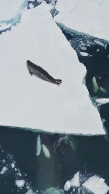 Spectacular Orca Hunt Caught on Camera: Frozen Planet II Brings the Arctic to Life #sorts
