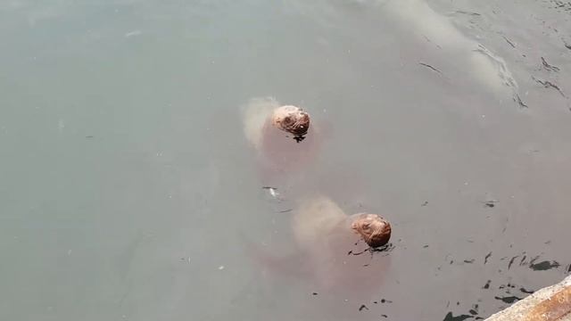 Лежбище Сивучей