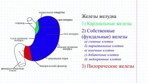 38 Железы желудка