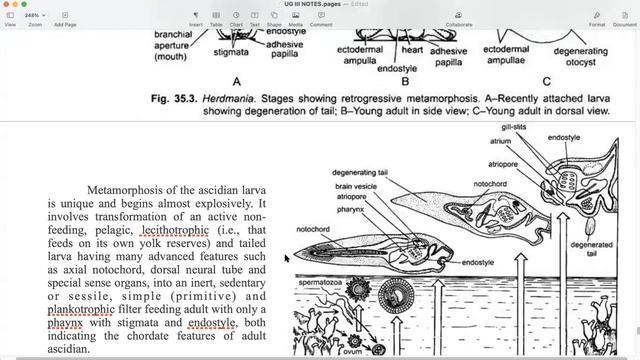 Zoology BSc Yr2 (III) Herdmania: General Anatomy & Life cycle p4