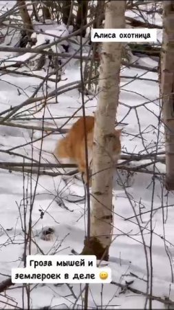 Охотница Алиса