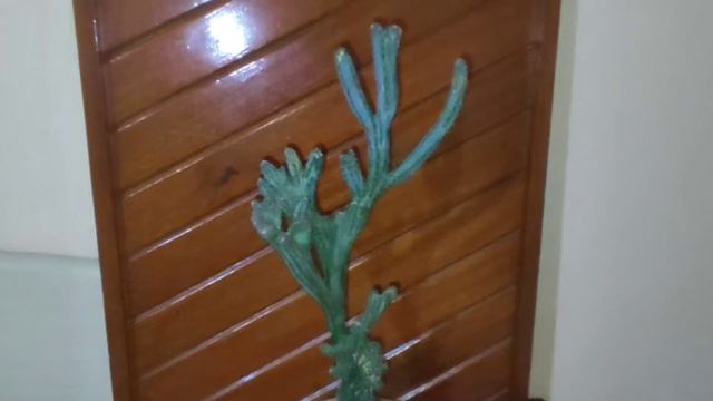 Cacto Cereus ( Monvillea Spegazzinni )Cristata !