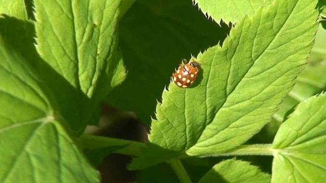 MACRO VIDEO