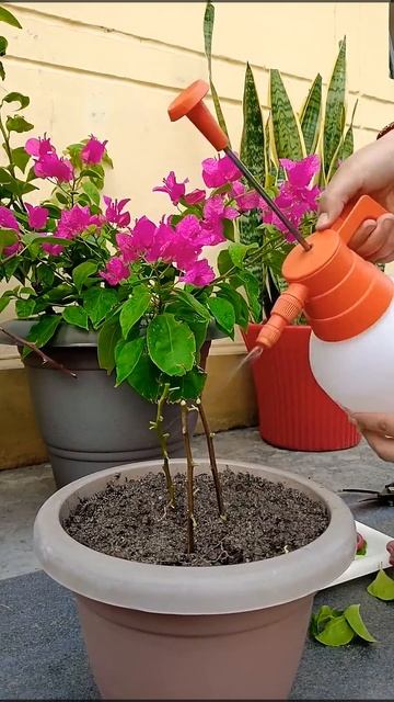 Watch how to propagate Bougainvillea plant in just 10 days. #propagate #bougainvillea #flowerlovers смотреть онлайн