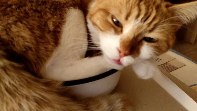 Плюша на миске смотреть онлайн