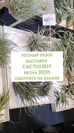 Весенний Cactus fest 2025.