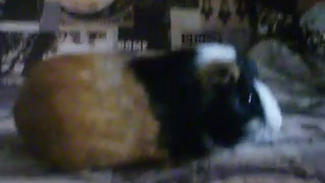 морские свинки смотреть онлайн