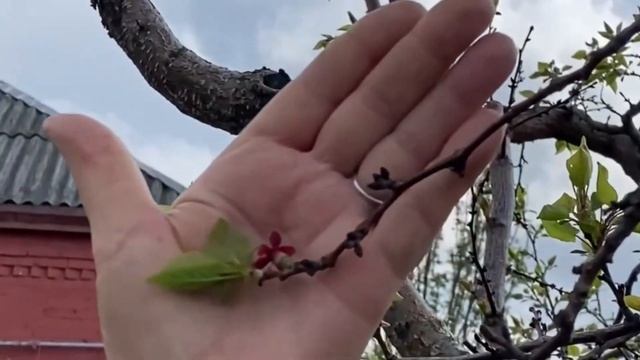 Галловая тля на смородине.
