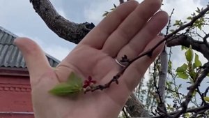 Галловая тля на смородине.