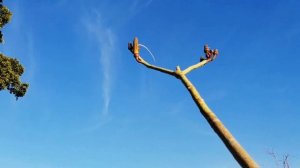 flor pseudobombax elipticum