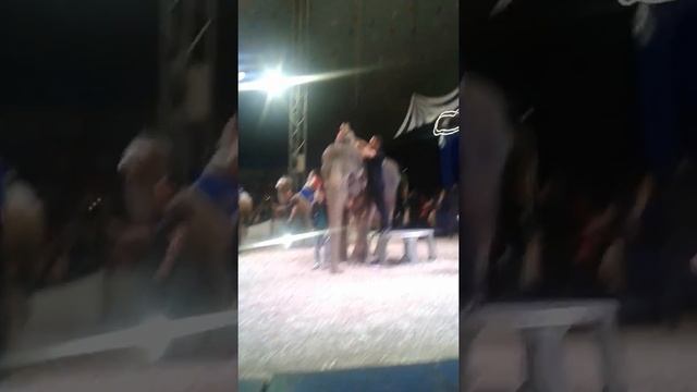 Я в цирке Вау смотреть онлайн