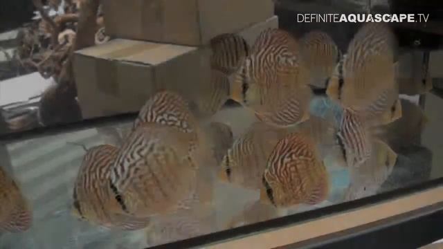 Discus fish of The British Discus Show - pt. 9 (companies and clubs) смотреть онлайн