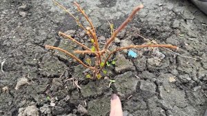 Молодой САД! Как перезимовали растения! Что посадить начинающему садоводу!