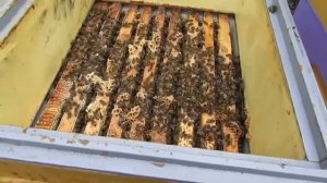 пчелы в ноябре - в некоторых семьях пчелы активны, способ их охладить и успокоить - часть 2