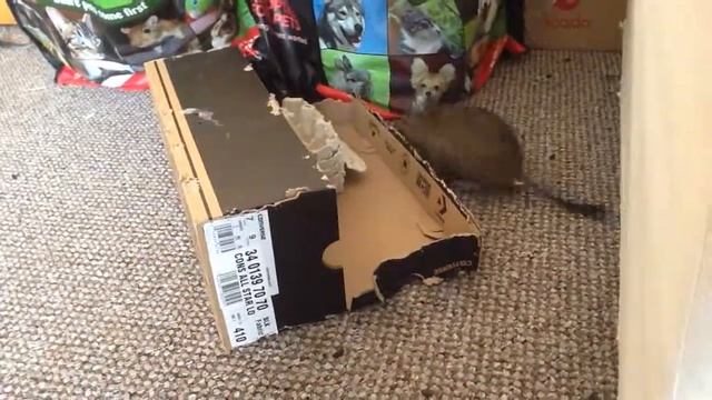 Cat the degu doing some redecorating. смотреть онлайн