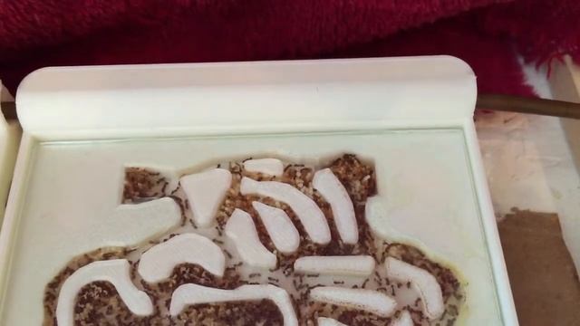 Tetramorium sp E Colony #6 Aug 10, 2016 смотреть онлайн