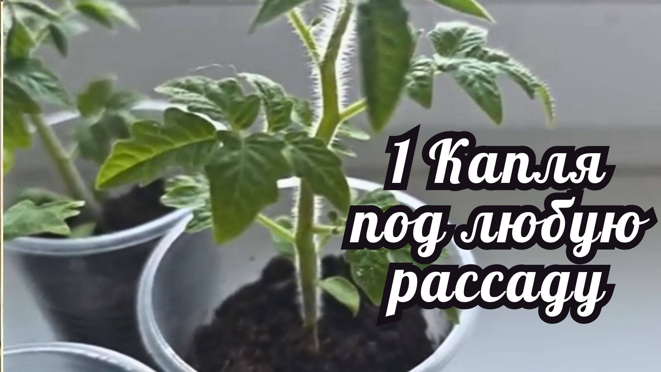✨ Одна капля — и рассада превращается в богатыря! 🌱 Секрет огромного урожая! 🍅🌽 смотреть онлайн