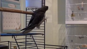 Первые песенки Куки