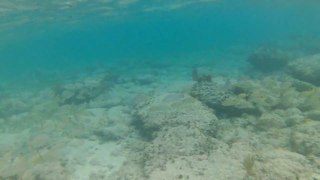 Snorkeling at CocoCay Island (Reef): Anthem of the Seas Cruise November 2018 смотреть онлайн