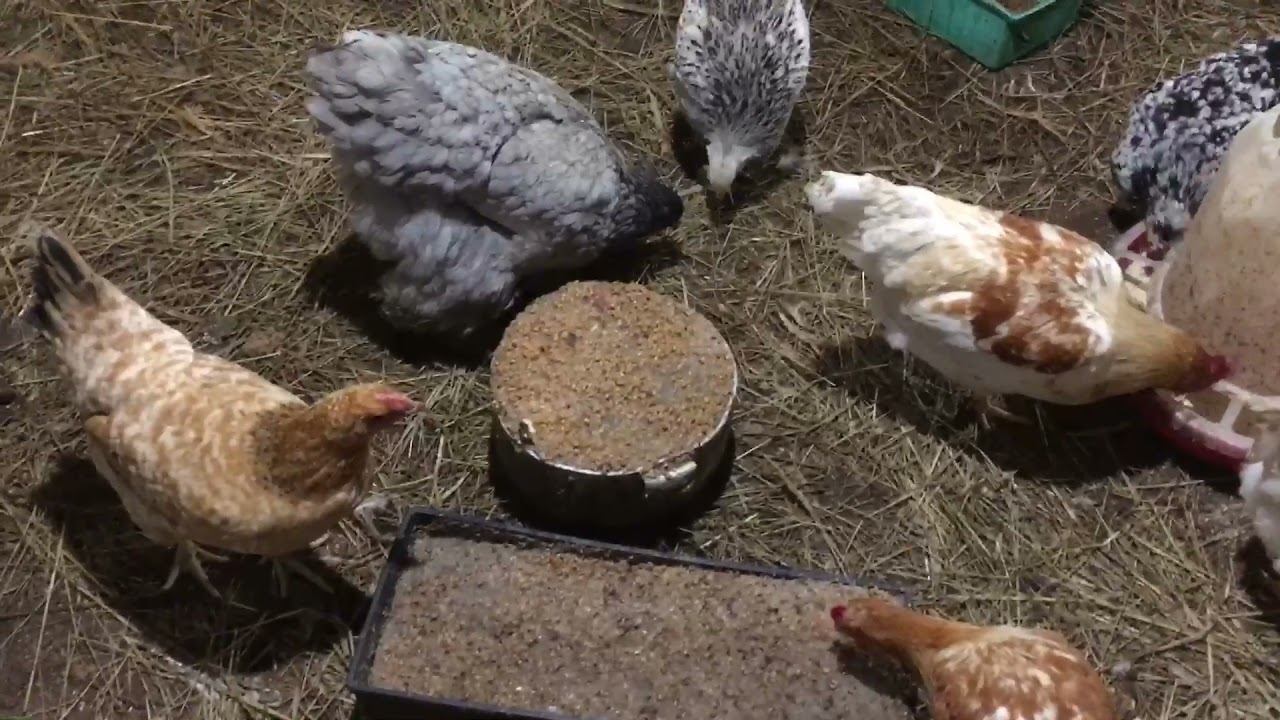 ШТОРЫ Французские мотивы.Породистые курочки
