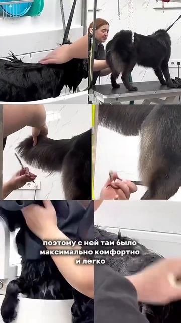 #собака #питомец #заботаоживотных