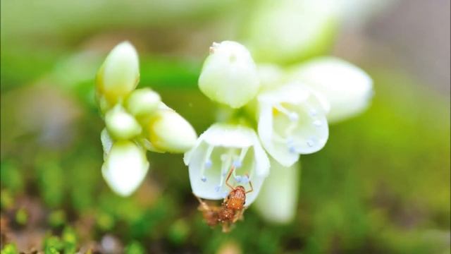 北埔攝影集 - 螞蟻採蜜 смотреть онлайн