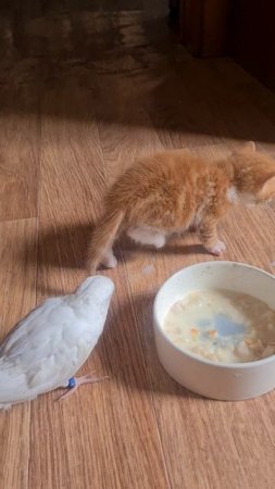 Котенок и попугай Василий едят из одной миски
