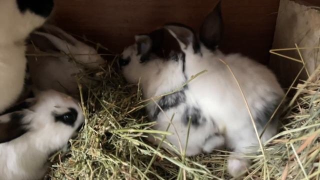 Подросшие крольчата #КроликоТерапия