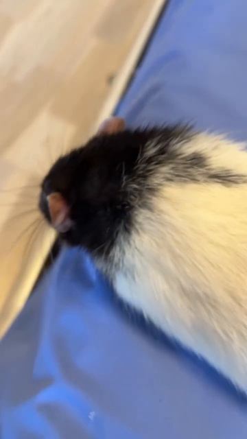 Хочу к тебе! Крыса бежит на колени. #rat #animal #животные #крысы смотреть онлайн