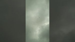 Голуби Турецкая такла на продажу, вывод 2024г, город Ишимбай, Республика Башкортостан