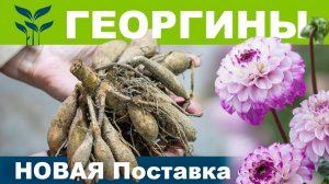 ГЕОРГИНЫ | Новая поставка 2025. Информация по заказу