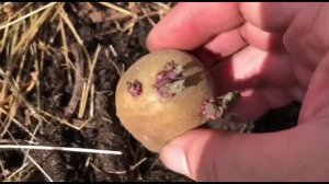 Многие удивятся этому методу посадки картошки, но урожай всегда отличный, проверено