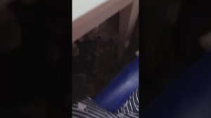 Собака накосячил с дедом морозом 🤤😓