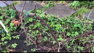 Весенняя обрезка винограда после 30-град. морозов: как он посажен и почему под ним растёт земляника