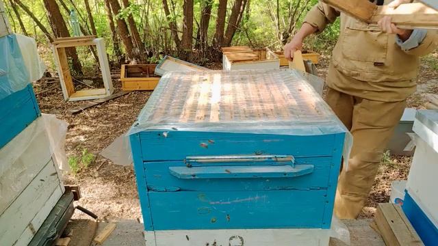 1.06.24г.часть 2. Пересаживаю пчел из шестнадцати рамочного улья, в двенадцати рамочный улей. смотреть онлайн