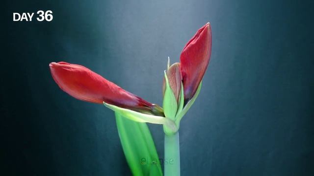 Ускоренная съёмка. Амариллис.
📹: YouTube | eLapse