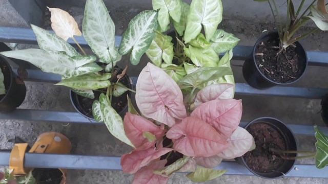 Syngonium sale🌿