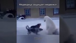 Медведица защищает медвежат super