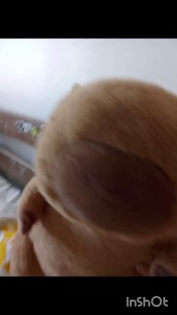 подпишись или капибара уб**т автора