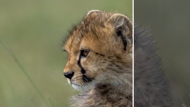 Before And After - Cheetah Cub смотреть онлайн