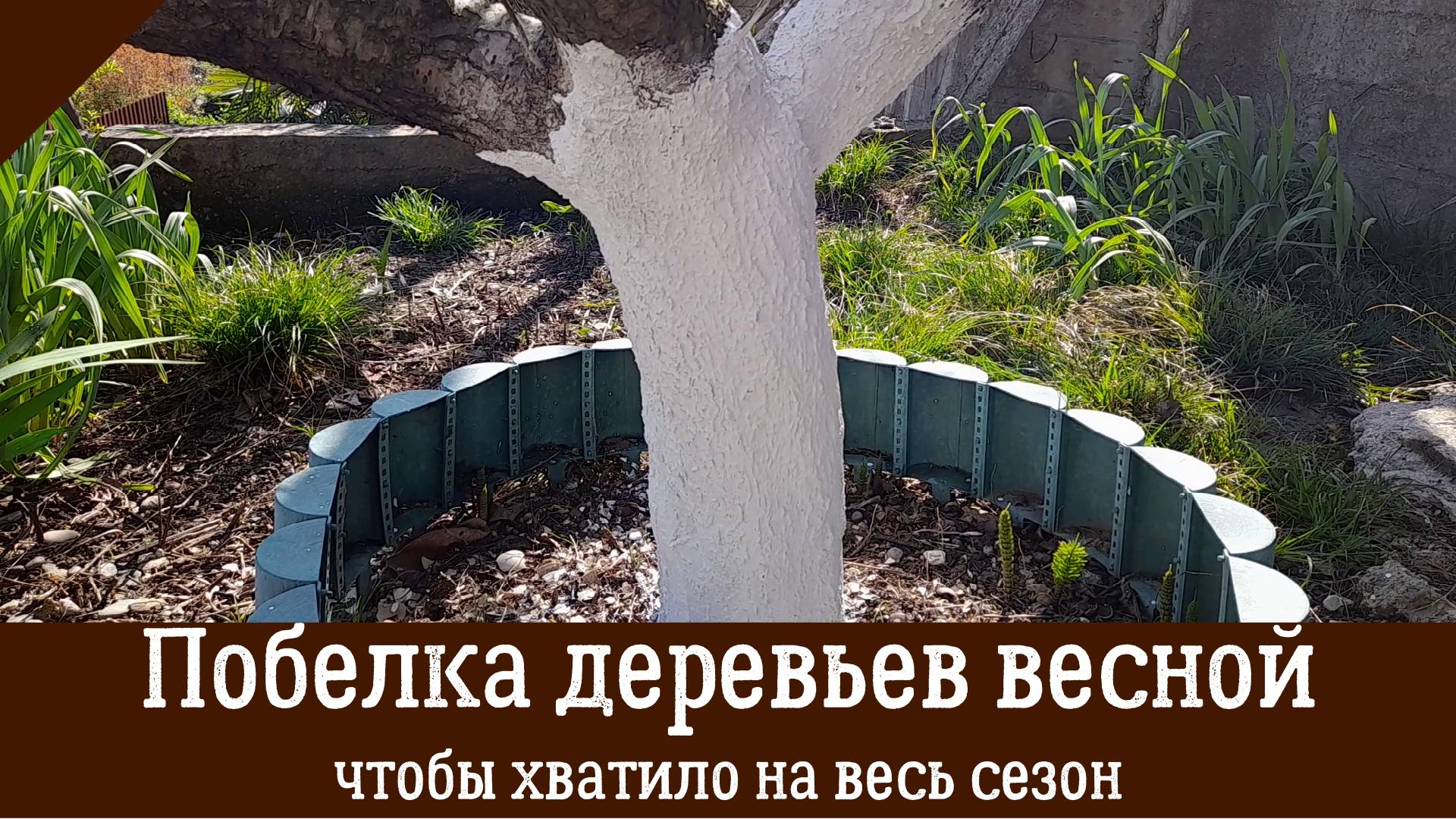 ЛУЧШИЙ РЕЦЕПТ ПОБЕЛКИ ДЕРЕВЬЕВ, чтобы хватило на весь сезон!