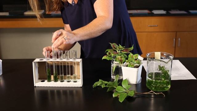 Photosynthesis Lab Procedure | Biology смотреть онлайн